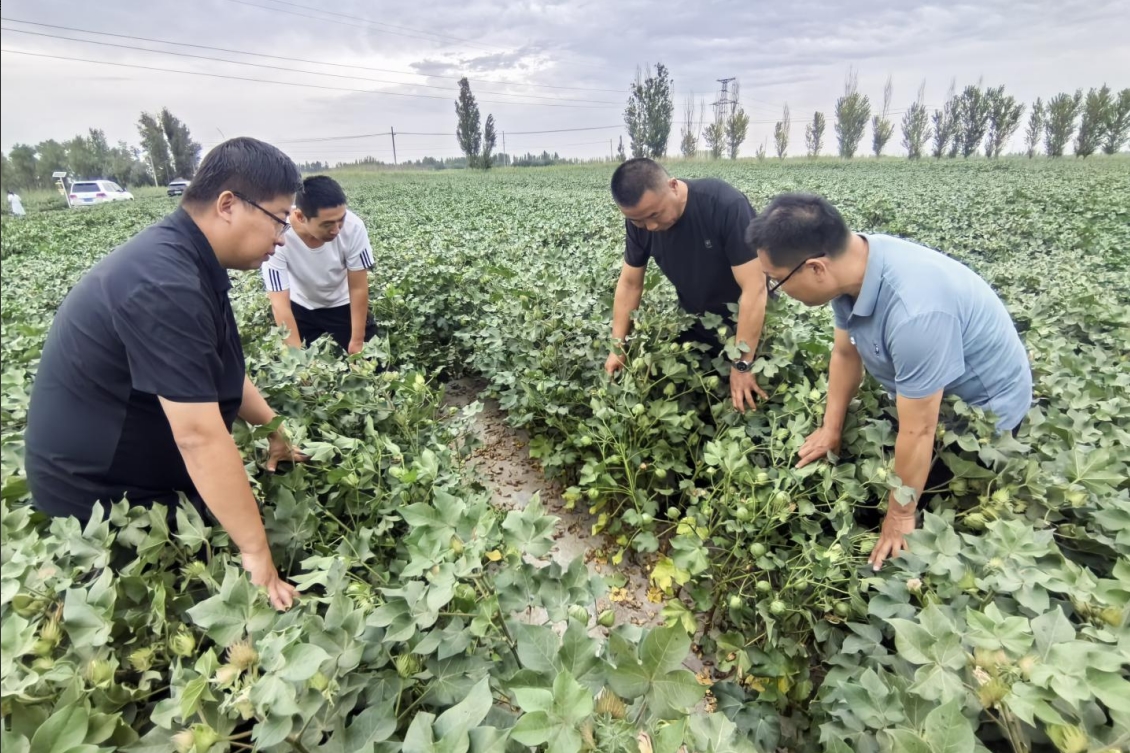 1754296968693145.jpg 1754296968693145.jpg